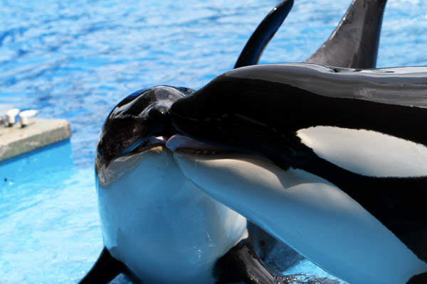 SeaWorld to stop breeding killer whales.