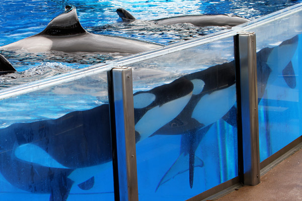 SeaWorld to end theatrical orca shows.