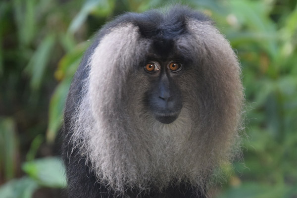 Macaque Monkeys Join Disney’s Animal Kingdom