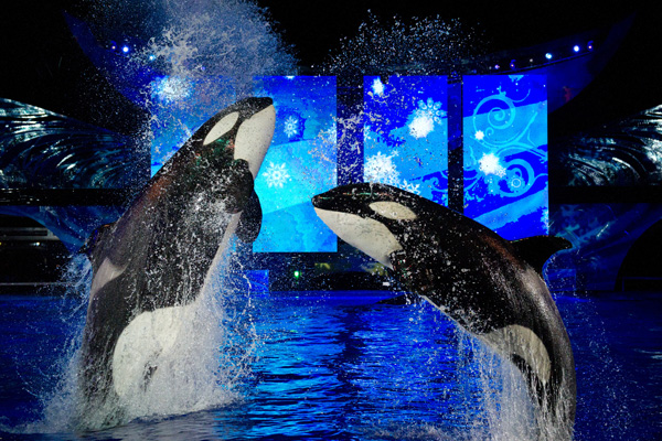 SeaWorld Orlando celebrates Christmas with the Shamu Miracles show