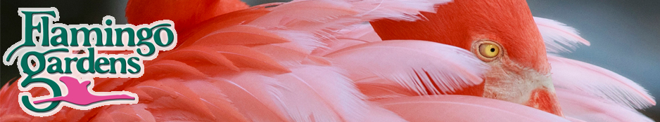 Flamingo Gardens Header Image