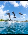 Dolphin Encounter at Sea Life Park