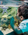 SEA LIFE Aquarium New Jersey - Midweek Offer