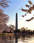 USA Guided Tours - Cherry Blossoms Galore Tour