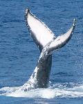 Star Of Honolulu - Whale Watch Cruise