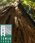 Muir Woods Tour to California's Redwoods - Tower Tours